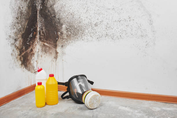 Best Mold Inspection  in Mcalester, OK