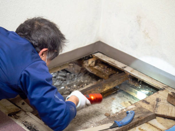 Best Best Mold Removal Companies  in Mcalester, OK