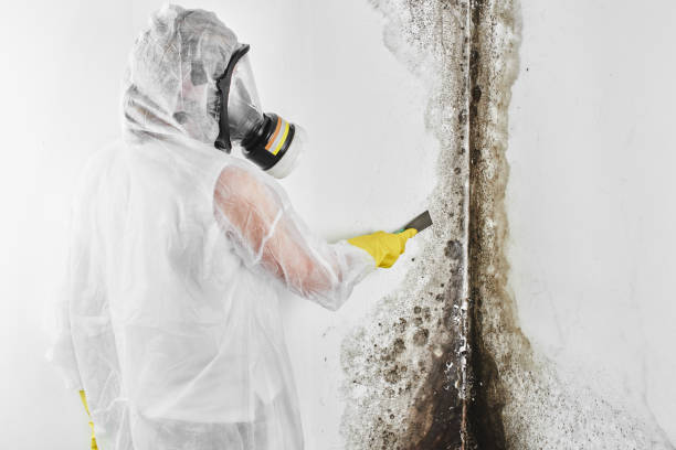 Best Residential Mold Removal  in Mcalester, OK