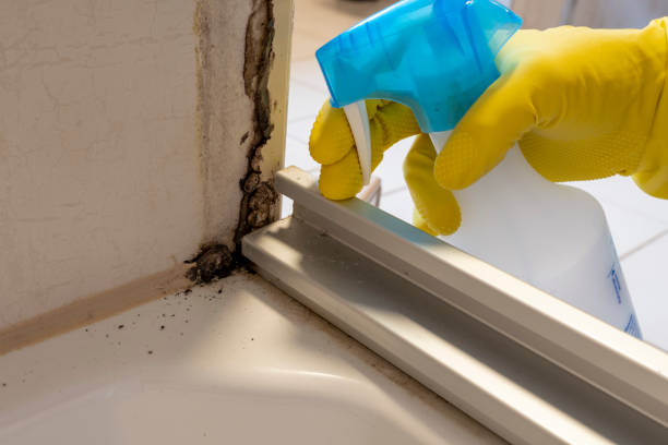 Certified Mold Removal in Mcalester, OK