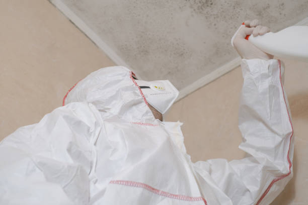 Best Attic Mold Removal  in Mcalester, OK