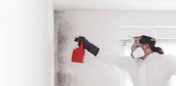 Mold Removal and Inspection in Mcalester, OK